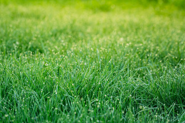 Close up of fresh morning dew on green spring grass.