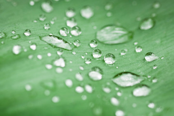 Close-up of a morning green leaf and water drops on it.
