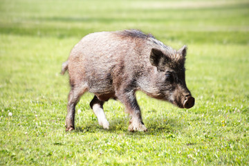 草地を歩く子供のイノシシ。2019年、猪、干支、新年、年賀、年賀状イメージ