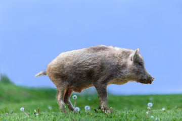 草地を歩く子供のイノシシ。2019年、猪、干支、新年、年賀、年賀状イメージ