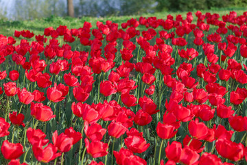 Fototapeta premium Beautiful tulip , flowers blooming in spring day.