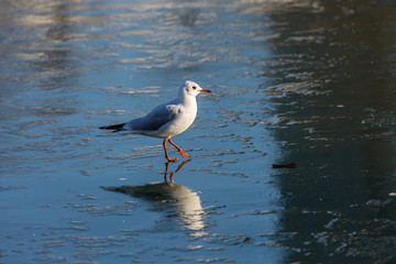 Seagull