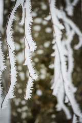 Landscape with hoarfrost on the branches near the lake Zell am See. Austria
