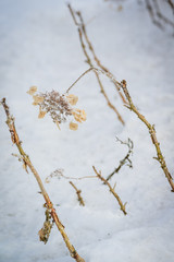 Landscape with hoarfrost on the branches near the lake Zell am See. Austria