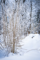 Landscape with hoarfrost on the branches near the lake Zell am See. Austria