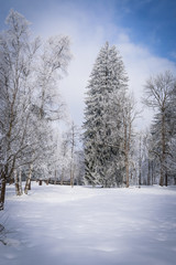 Obraz premium Landscape with hoarfrost on the branches near the lake Zell am See. Austria