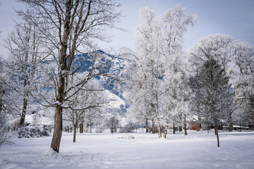 Landscape with hoarfrost on the branches near the lake Zell am See. Austria