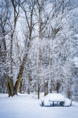 Landscape with hoarfrost on the branches near the lake Zell am See. Austria