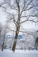 Landscape with hoarfrost on the branches near the lake Zell am See. Austria