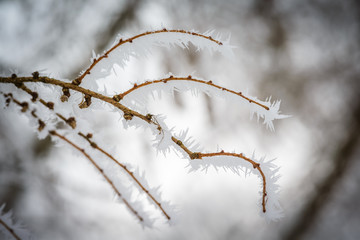 Landscape with hoarfrost on the branches near the lake Zell am See. Austria