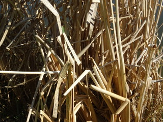 Close up of dried reed stalks on the shore by water for background texture