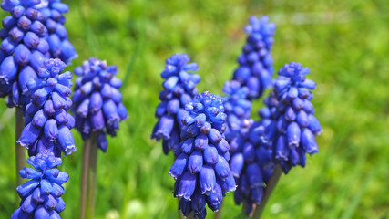 Grape hyacinth Muscari armeniacum flowering in spring. Muscari flower field floral background