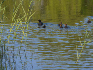 Poule d'eau & ses petits
