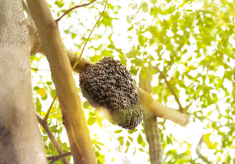 Honeycomb on moringa tree and blur green leaves background.