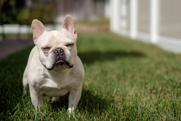 Fototapeta premium French bulldog on the lawn