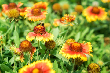 Amazing picture of a bee sitting on a flower, flower attracting bee are the pollinators of garden, selective focus.