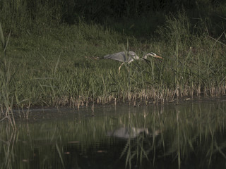 Héron à l’affût  
