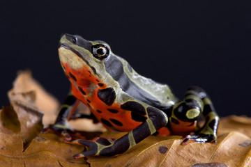 Limon harlequin frog (Atelopus sp Limon)