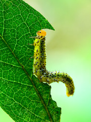 Larva of leaf bee