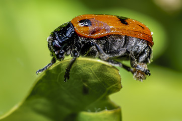 small red bug on green leaf in summer forest