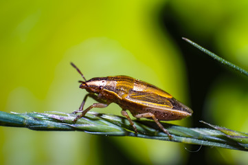 little bug on green herbs in summer forest meadow