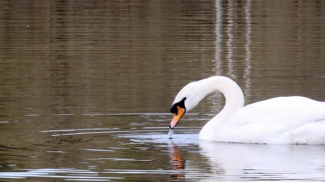 A graceful beautiful white Swan swims in the summer on a lake in the Park in search of food. Birds in the wild.