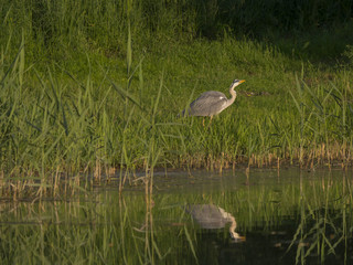Héron & reflet