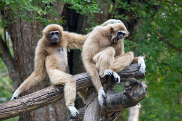 White Cheeked Gibbon or Lar Gibbon