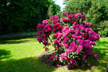 Beautiful blooming azalea - rhododendron (Rhododendron) - beautiful green areas of the city
