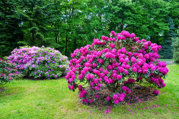 Belle azalée en fleurs - rhododendron (Rhododendron) - beaux espaces verts de la ville