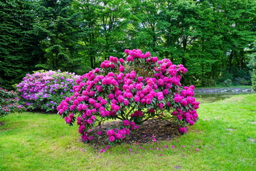 Beautiful blooming azalea - rhododendron (Rhododendron) - beautiful green areas of the city
