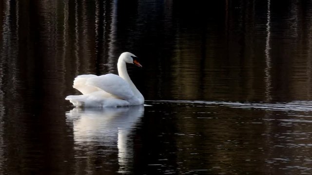 A beautiful white swan swims in the summer on the mirror surface of the lake in the park in search of food. Birds in the wild nature.