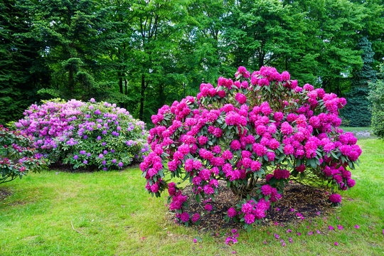 Beautiful blooming azalea - rhododendron (Rhododendron) - beautiful green areas of the city
