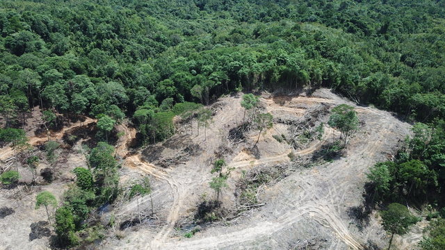 Deforestation. Borneo rainforest destroyed to make way for oil palm plantations  