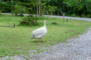 Domestic white guinea fowl is walking on green grass.