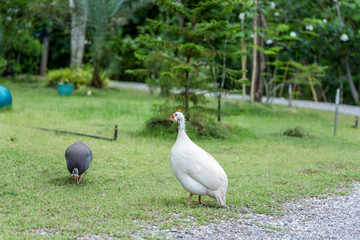 Domestic white and gray guinea fowl is walking on green grass.