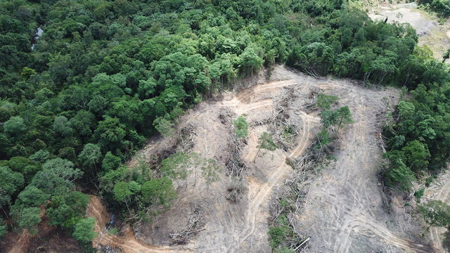 Deforestation. Borneo rainforest destroyed to make way for oil palm plantations  