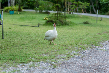 Domestic white guinea fowl is walking on green grass.