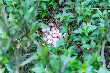 Egg of guinea fowl in the dense grasses.