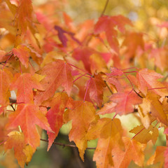 Colorful autumn leaves background.