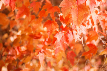 Colorful autumn leaves background.