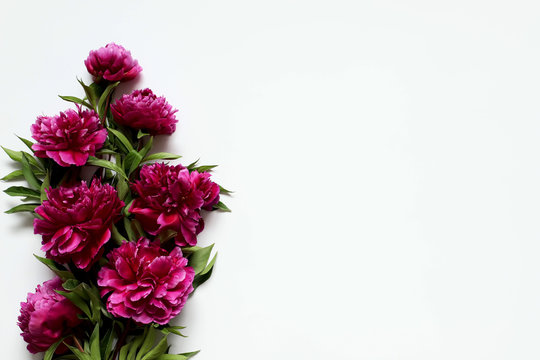 peonies on a white background