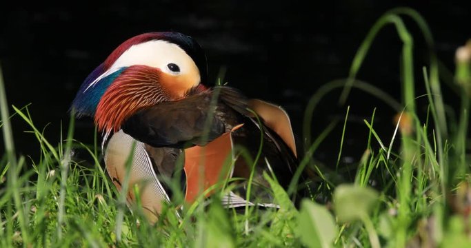 Single male Mandarin Duck bird resting on grassy wetland during spring nesting period