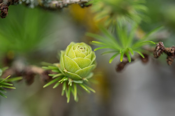 Zapfen eines Japanischen Lärchen Bonsai