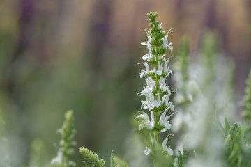 Hain Salbei oder Steppen Salbei im Garten