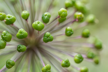 Samenst&auml;nde vom Sternkugel Lauch im Garten