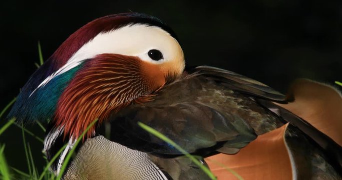 Single male Mandarin Duck bird resting on grassy wetland during spring nesting period