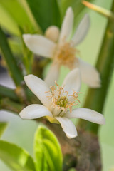 Blüte von Buddhas Hand Zitrone im Garten