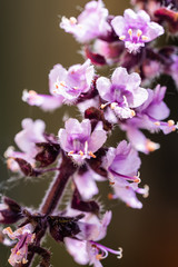 Blüte vom Strauch Basilikum