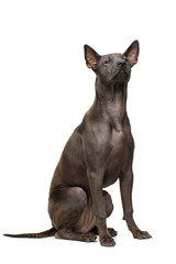 beautiful thai ridgeback puppy
